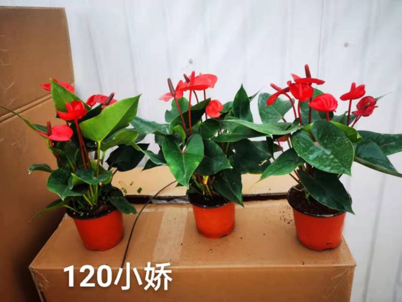 120#小娇红掌基地直发，，花朵叶茂一箱24盆，欢迎选购