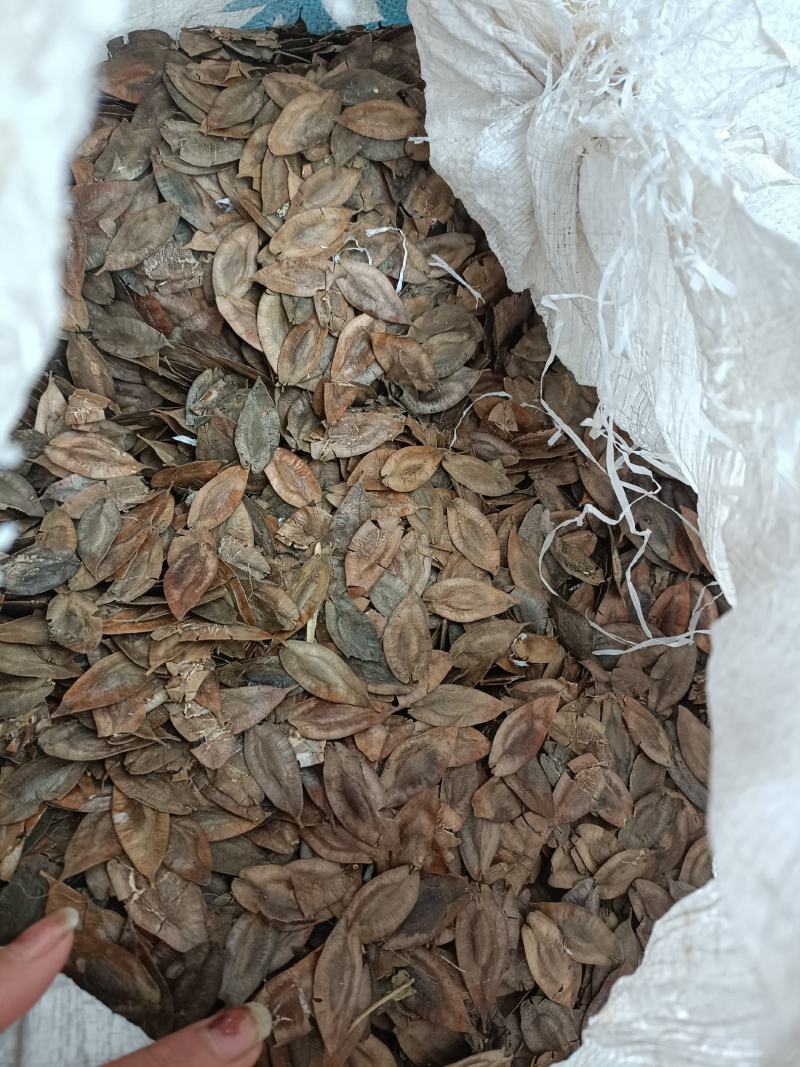 杜仲籽一一批发:杜仲叶皮可λ药嫩籽可制茶叶全身上下都是宝