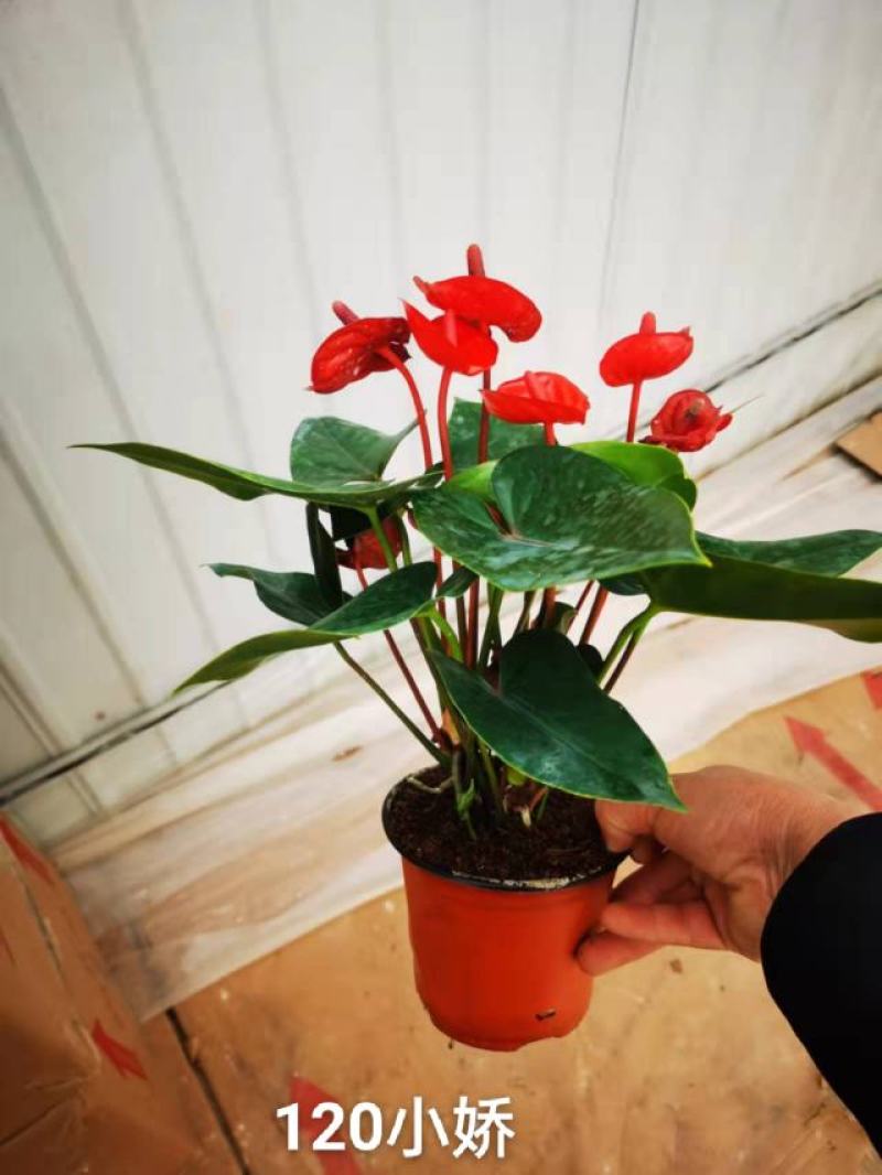 120#小娇红掌基地直发，，花朵叶茂一箱24盆，欢迎选购