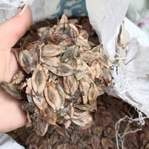 杜仲籽一一批发:杜仲叶皮可λ药嫩籽可制茶叶全身上下都是宝