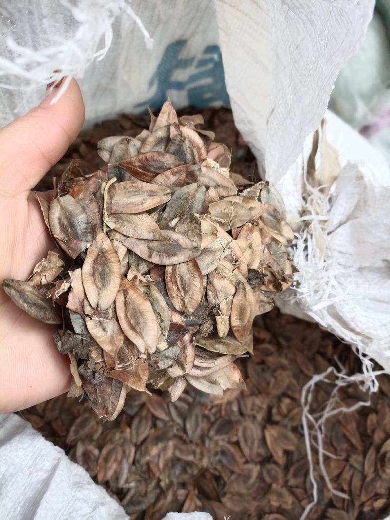 杜仲籽一一批发:杜仲叶皮可λ药嫩籽可制茶叶全身上下都是宝