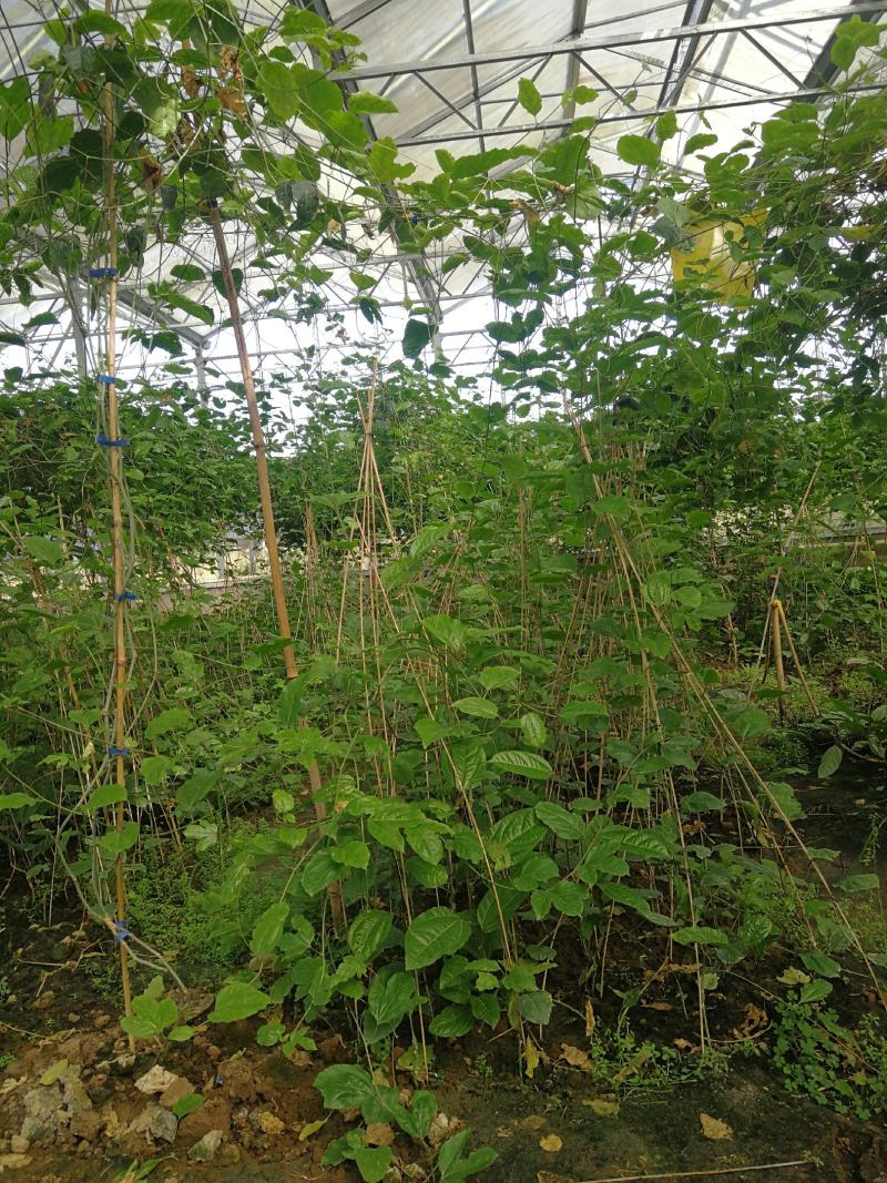 黄金百香果苗