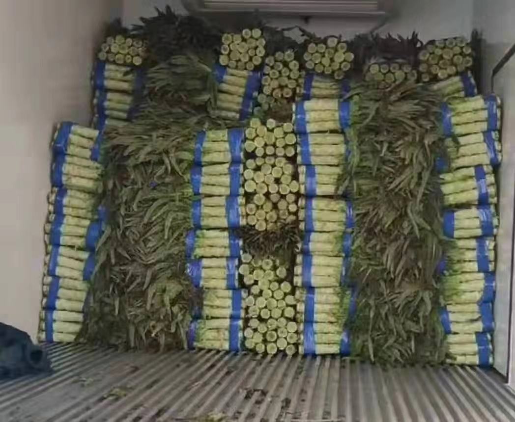 现代化蔬菜加工车间内景:工人佩戴手套在流水线上对红叶苦苣进行分级挑选,随后传送至喷淋清洗机,接着进入风干通道,最后由自动切分机切成条状,并装入透明塑料盒覆膜密封。包装盒印有‘无农残’‘可生食级’标识,体现标准化生产流程 红叶苦苣的初级加工与包装流程