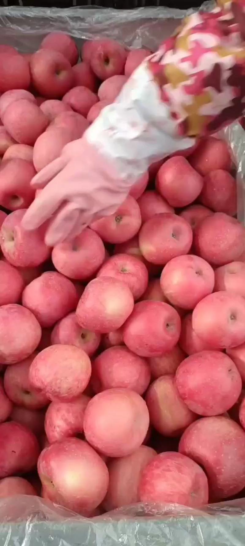 陕西纸袋，红富士苹果条红，片红，大量供应，产地直发