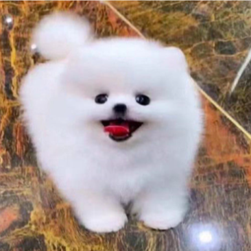 纯种博美幼犬茶杯犬小型黄白色可爱迷你俊介长不大