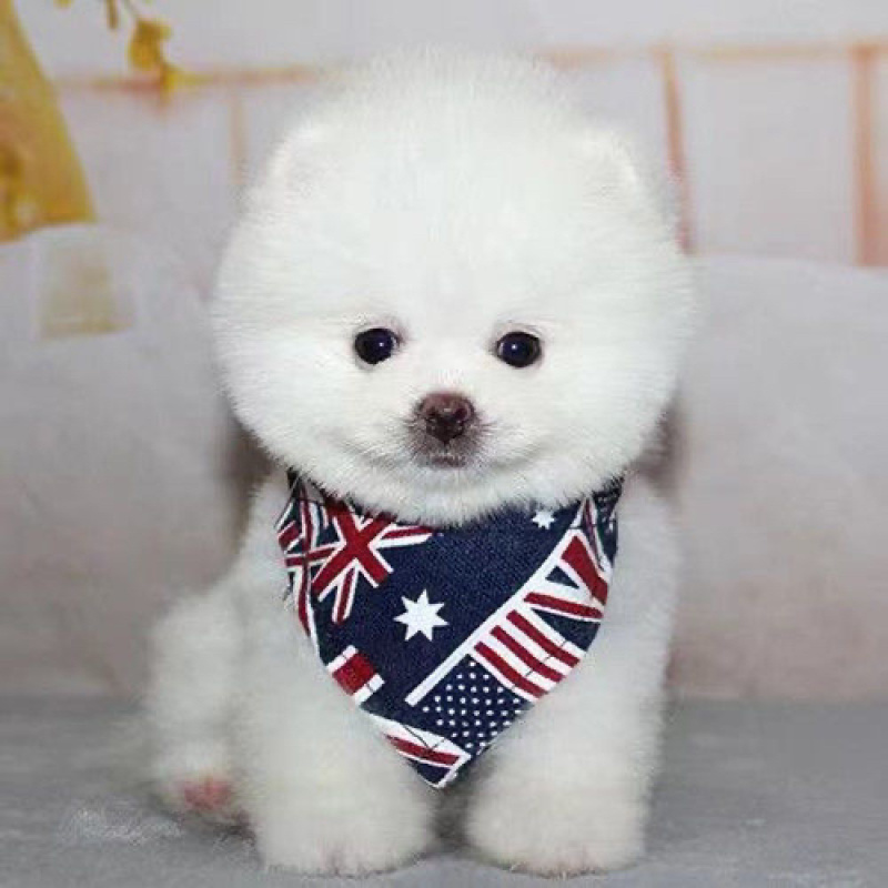 纯种博美幼犬茶杯犬小型黄白色可爱迷你俊介长不大
