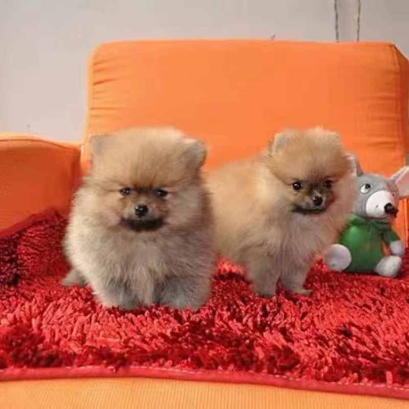纯种博美幼犬茶杯犬小型黄白色可爱迷你俊介长不大