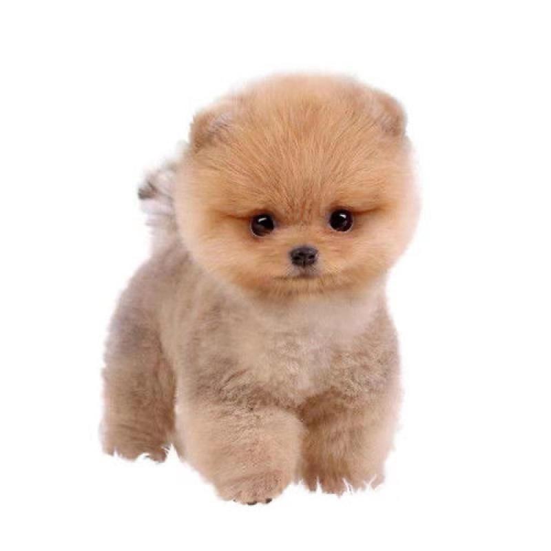 纯种博美幼犬茶杯犬小型黄白色可爱迷你俊介长不大