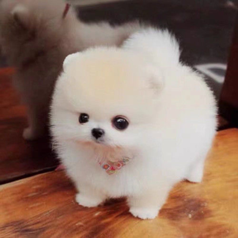纯种博美幼犬茶杯犬小型黄白色可爱迷你俊介长不大