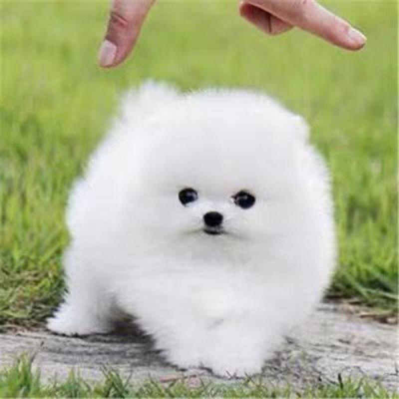 纯种博美幼犬茶杯犬小型黄白色可爱迷你俊介长不大