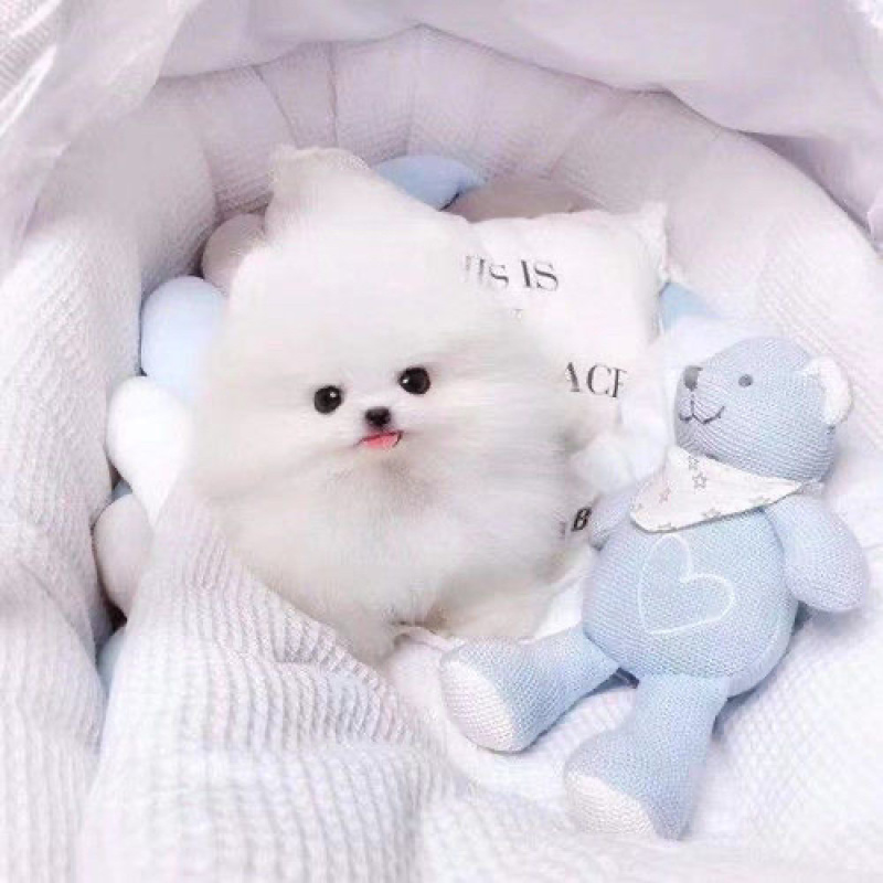 纯种博美幼犬茶杯犬小型黄白色可爱迷你俊介长不大
