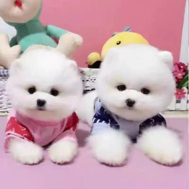 纯种博美幼犬茶杯犬小型黄白色可爱迷你俊介长不大