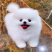 纯种博美幼犬茶杯犬小型黄白色可爱迷你俊介长不大