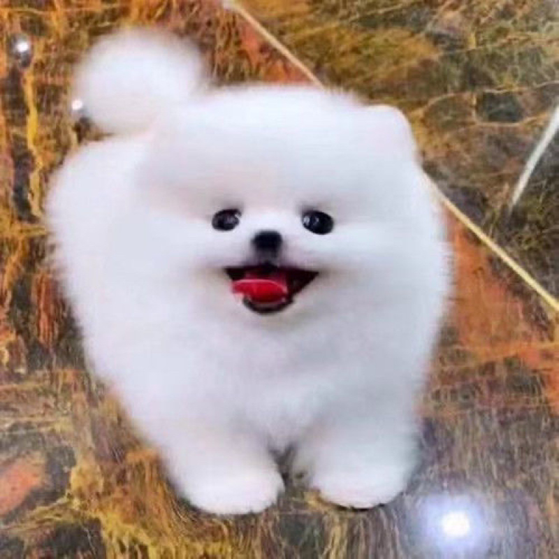 纯种博美幼犬茶杯犬小型黄白色可爱迷你俊介长不大