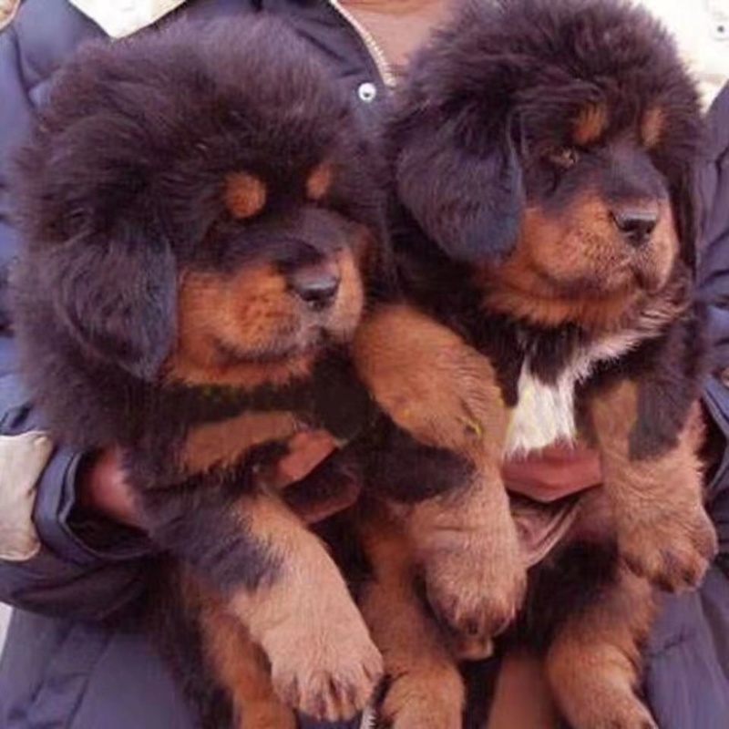 藏獒幼犬宠物活体真狗幼犬巨型犬