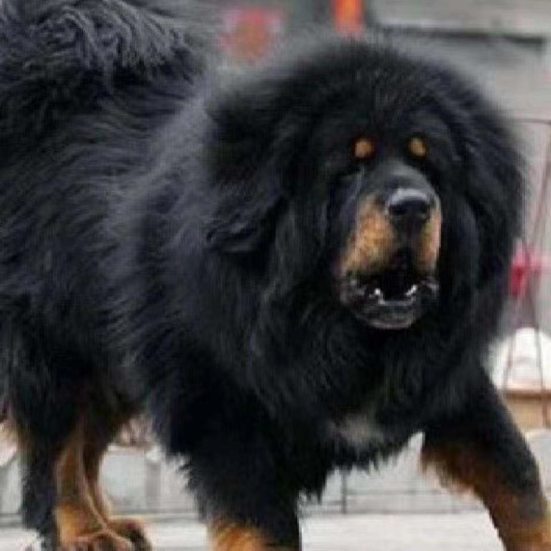 藏獒幼犬宠物活体真狗幼犬巨型犬
