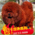 藏獒幼犬宠物活体真狗幼犬巨型犬