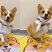 柯基犬幼犬活体幼崽腿短大屁股柯基犬三色两色宝宝