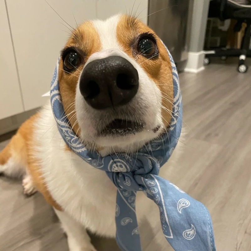 柯基犬幼犬活体幼崽腿短大屁股柯基犬三色两色宝宝