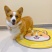 柯基犬幼犬活体幼崽腿短大屁股柯基犬三色两色宝宝