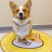 柯基犬幼犬活体幼崽腿短大屁股柯基犬三色两色宝宝