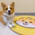 柯基犬幼犬活体幼崽腿短大屁股柯基犬三色两色宝宝