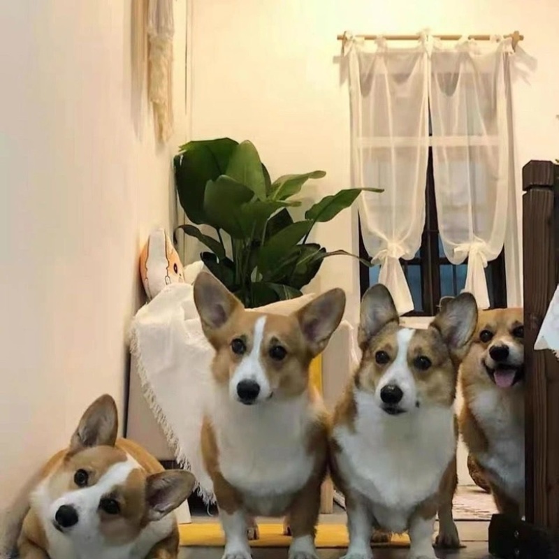 柯基犬幼犬活体幼崽腿短大屁股柯基犬三色两色宝宝