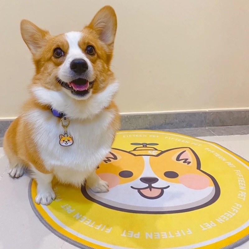 柯基犬幼犬活体幼崽腿短大屁股柯基犬三色两色宝宝