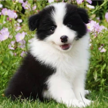 边牧幼犬活体柴犬幼犬宠物狗边境牧羊犬7白三通中型犬