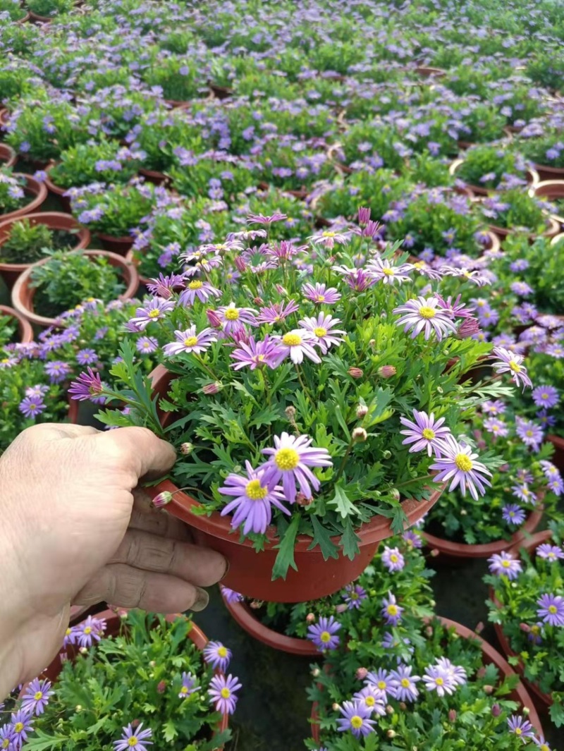 上海基地大量直供姬小菊品质上乘量大电联