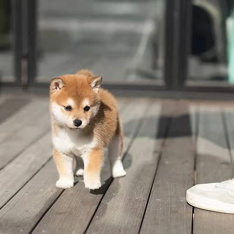 边牧幼犬活体柴犬幼犬宠物狗边境牧羊犬7白三通中型犬