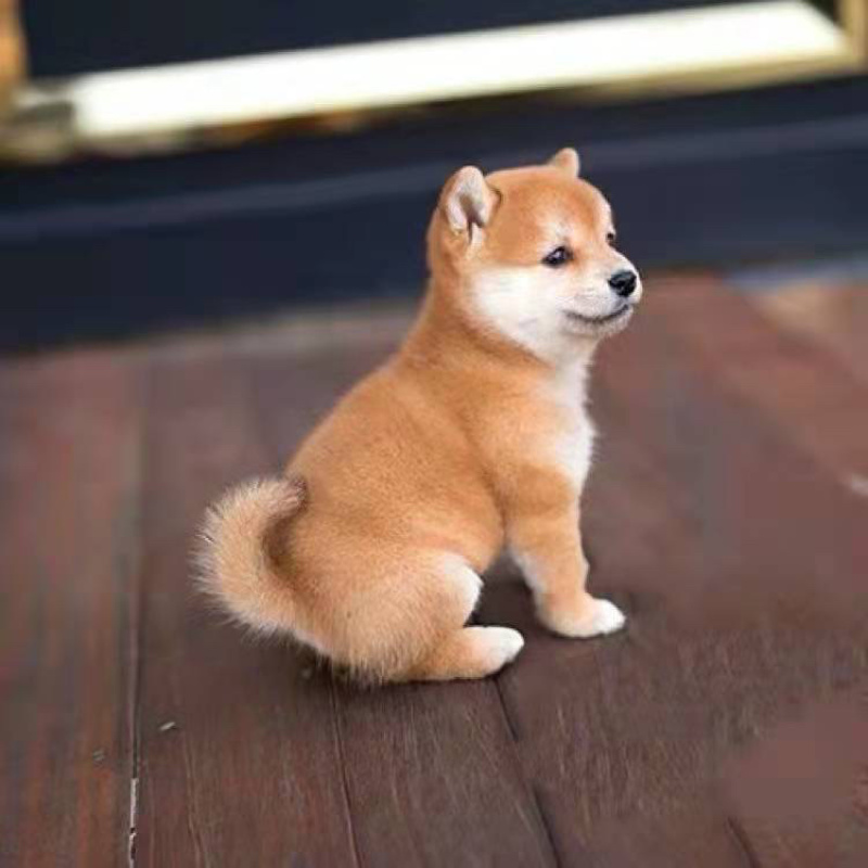 边牧幼犬活体柴犬幼犬宠物狗边境牧羊犬7白三通中型犬