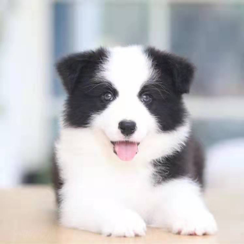 边牧幼犬活体柴犬幼犬宠物狗边境牧羊犬7白三通中型犬