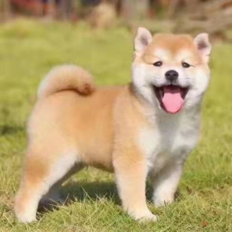 边牧幼犬活体柴犬幼犬宠物狗边境牧羊犬7白三通中型犬