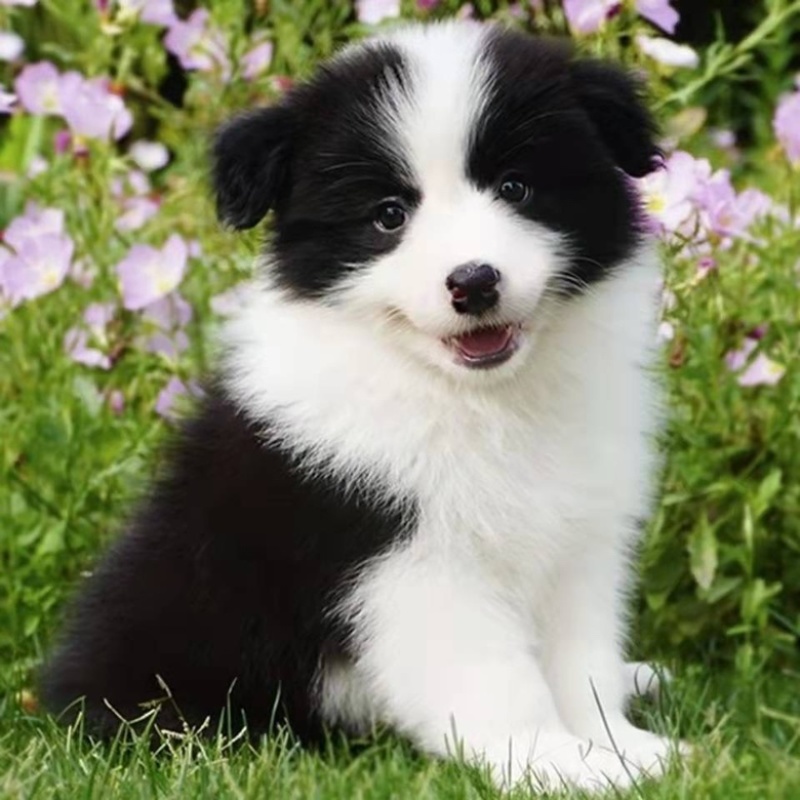 边牧幼犬活体柴犬幼犬宠物狗边境牧羊犬7白三通中型犬