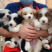 边牧幼犬活体柴犬幼犬宠物狗边境牧羊犬7白三通中型犬
