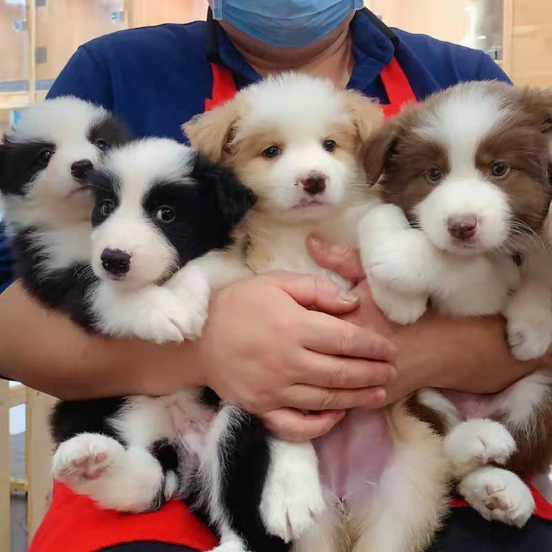 边牧幼犬活体柴犬幼犬宠物狗边境牧羊犬7白三通中型犬