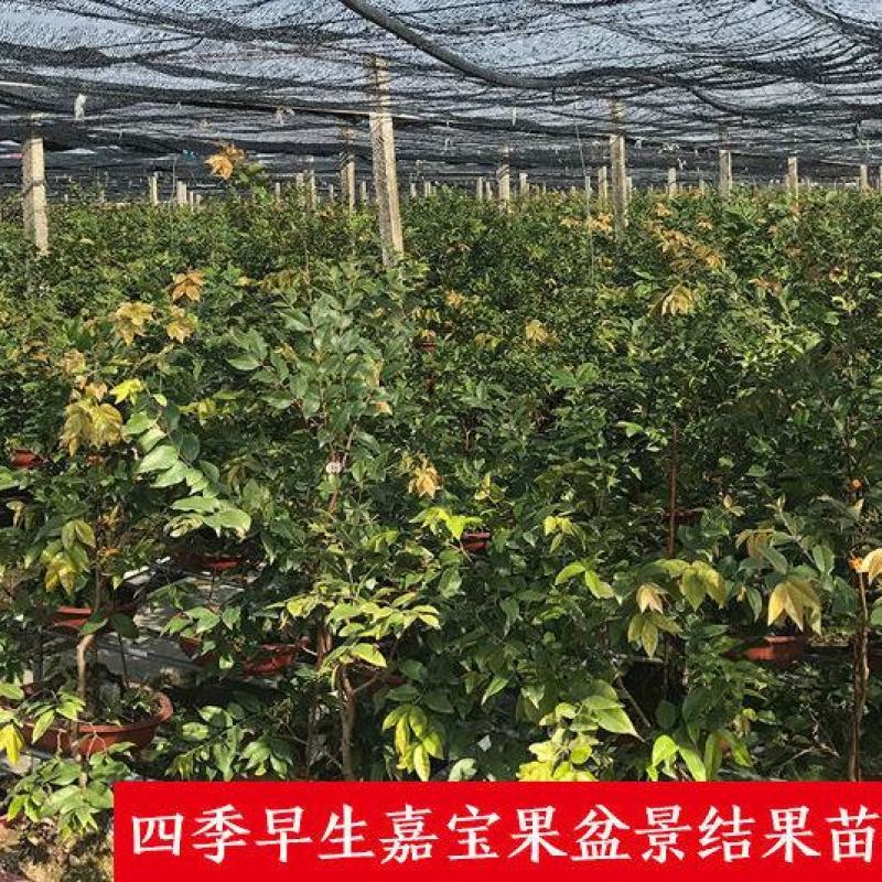 嘉宝果树苗2年规格大小都有！杯苗