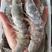 盐冻大虾新鲜鲜活只只分离各种规格海水大虾都有