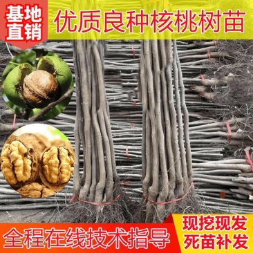纸皮核桃树苗基地直销南北方种植庭院盆栽地载当年结果果树苗