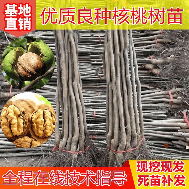 纸皮核桃树苗基地直销南北方种植庭院盆栽地载当年结果果树苗