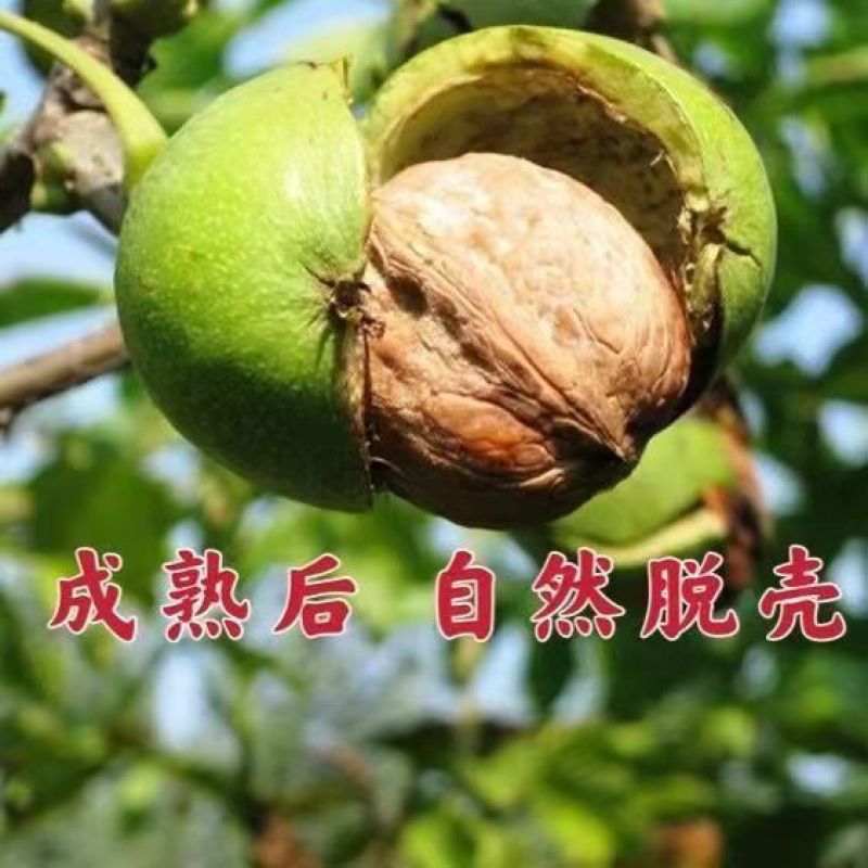 纸皮核桃树苗基地直销南北方种植庭院盆栽地载当年结果果树苗