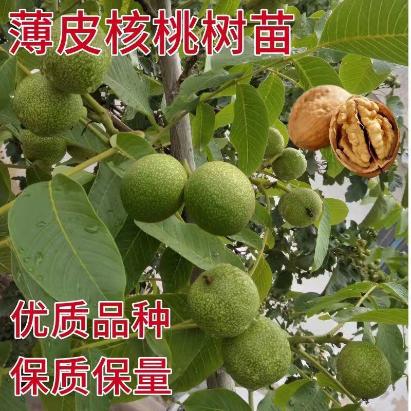 纸皮核桃树苗基地直销南北方种植庭院盆栽地载当年结果果树苗