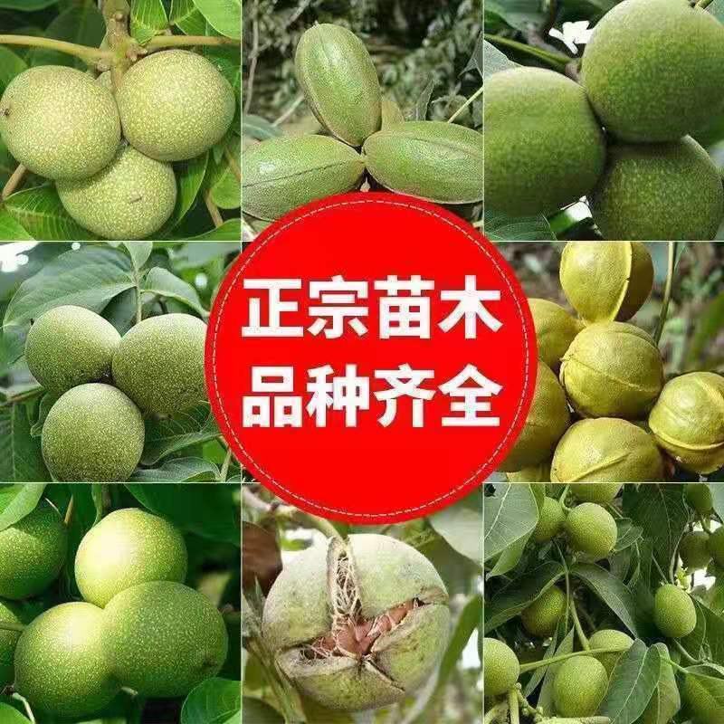 纸皮核桃树苗基地直销南北方种植庭院盆栽地载当年结果果树苗