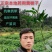 黄栀子苗山栀子树苗小叶大叶山栀子苗药用黄桅子果树苗南
