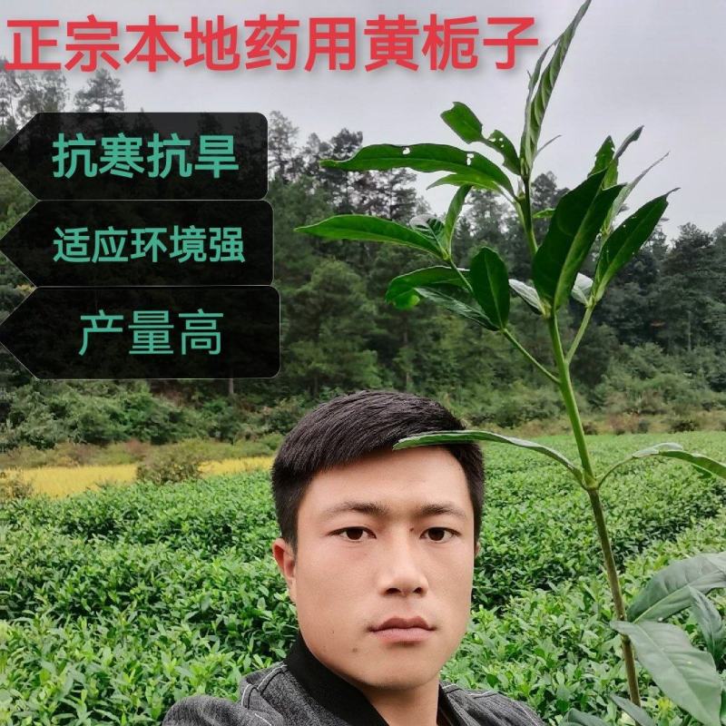 黄栀子苗山栀子树苗小叶大叶山栀子苗药用黄桅子果树苗南