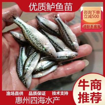 【鲈鱼苗】、加州鲈鱼苗，基地直供，成活率高，养殖技术指导