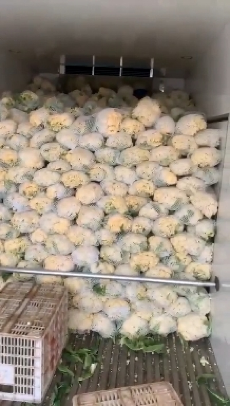 松花菜花菜菜花产地大量供应保质保量24小时在线