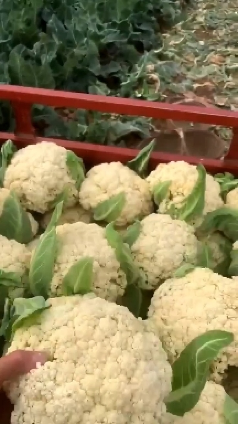 松花菜花菜菜花产地大量供应保质保量24小时在线