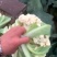松花菜花菜菜花产地大量供应保质保量24小时在线